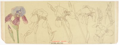 Botaniske studier, 1900-30 (wc på papir) af James Atherton