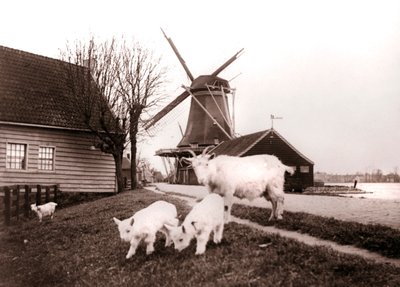 Geder, Laandam, Holland, 1898. af James Batkin
