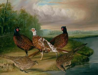 Fasaner ved floden Wensum, Norfolk (olie på lærred) af James Blazeby