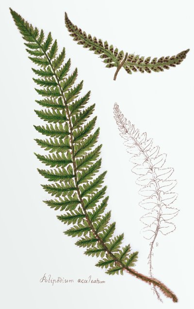 "Polipodium aculeatum", nu Polystichum achuleatum, en almindelig bregne i fugtige skove overalt på de britiske øer, fra "Filices Brittanicae; an History of the British Proper Ferns", 1785 af James Bolton