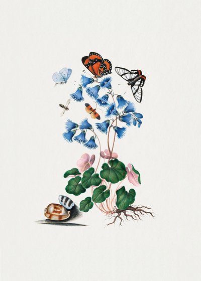 Dværgprimula af James Bolton