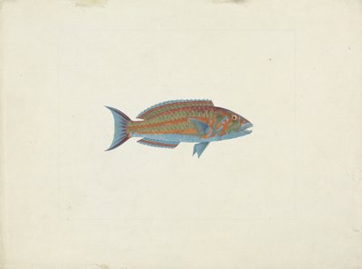 En fisk, El Hudderi Imbo (gouache over grafit på papir) af James Bruce