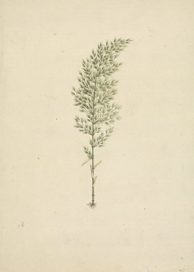 Arundinaria alpine K. Schum. (African Bamboo): færdig tegning af vane med rødder af James Bruce