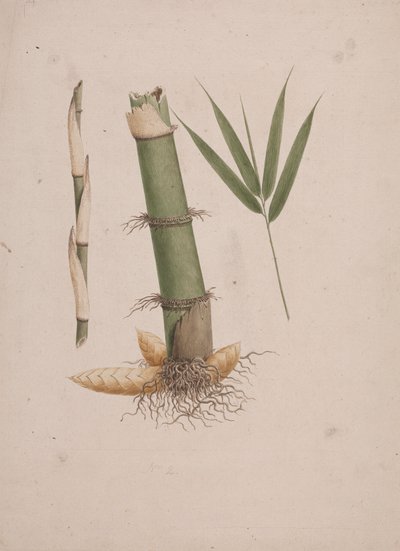 Arundinaria alpina K. Schum. (African Bamboo): færdig tegning af sektioner af stængel og af skud med blade af James Bruce