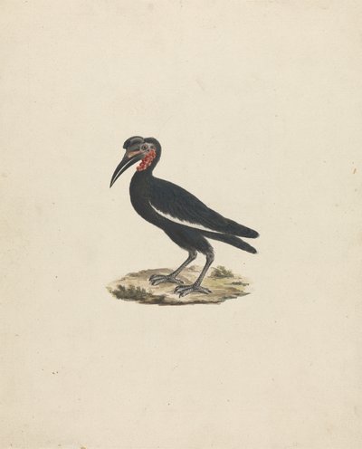 Bocorvus abyssinicus (Abyssinisk næsehornsfugl) af James Bruce