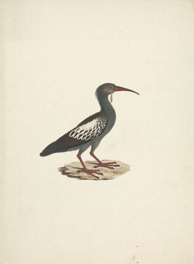 Bostrychia carunculata (Wattled Ibis) af James Bruce