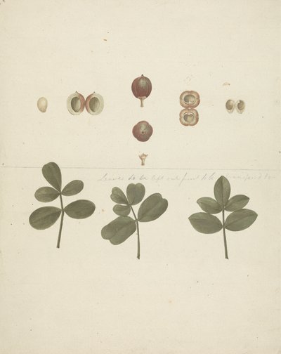 Commiphora gileadensis (L.) C. Chr. (Gileadbalsam, Opobalsam): færdig tegning af frugt, dissekeret frugt og blade af James Bruce