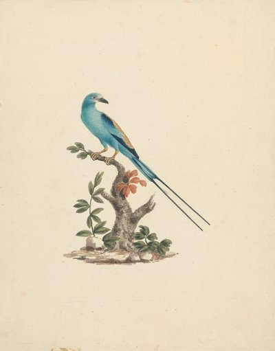 Coracias abyssinicus (Abyssinisk rulle) af James Bruce