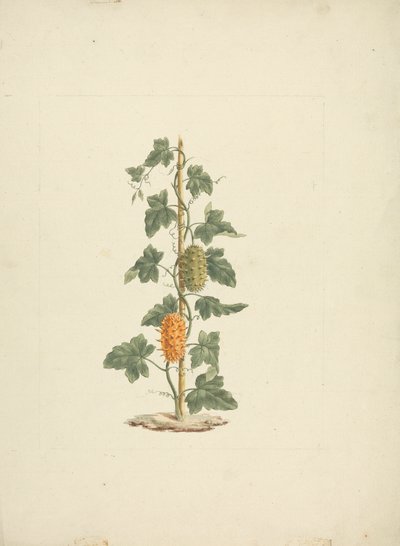 Cucumis metuliferus Naud (Vildagurk): færdig tegning af James Bruce