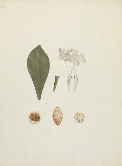 Gardenia ternifolia Schum.& Thonn. (Jovis-Tonantis): færdig tegning med yderligere detaljer af frugt af James Bruce