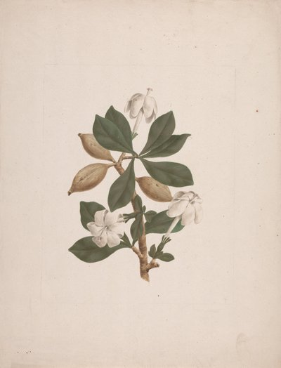 Gardenia ternifolia Schum.& Thonn. (Wild Gardenia): færdig med at tegne af James Bruce