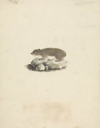 Heterohyrax brucei (gulplettet klippehyrax) af James Bruce