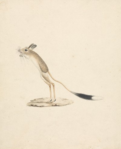 Jerboa af James Bruce