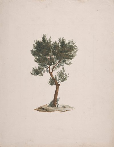 Juniperus procera Endl. (African Pencil Cedar): færdig tegning af træernes vane af James Bruce