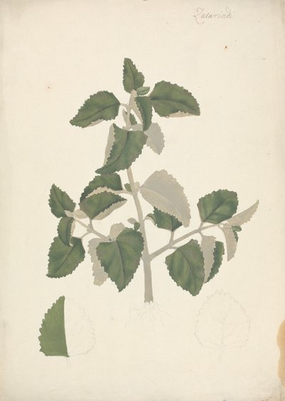 Labiatae (ubestemt art): færdig tegning af et bladskud, uden blomster af James Bruce