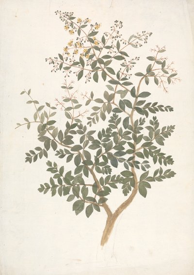 Lawsonia inermis L. (Henna): færdig tegning af et blomstrende bladskud af James Bruce