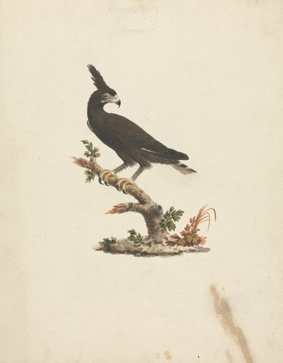 Lophaetus occipitalis (langkamørn) af James Bruce