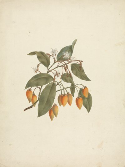 Mimusops kummel A. DC. : færdig med at tegne med nogle blomster af James Bruce