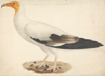 Neophron percnopterus (egyptisk grib) af James Bruce