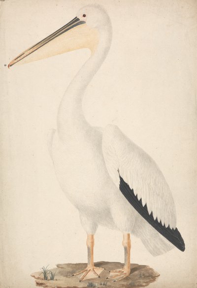Pelecanus onocrotalus (stor hvid pelikan) af James Bruce