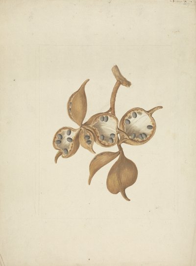 Sterculia africana (Lour.) Fiori: færdig tegning af stilk med frøstande, nogle åbne viser frø af James Bruce