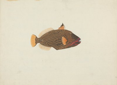 Uidentificeret fisk af James Bruce