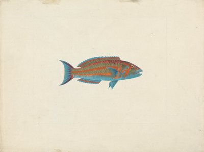 Uidentificeret fisk af James Bruce