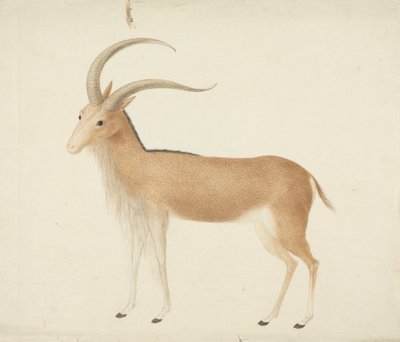 Uidentificeret hovdyr af James Bruce