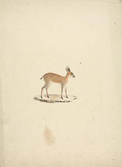 Uidentificeret madogua (Dik-dik) af James Bruce