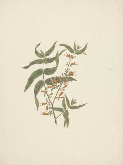 Woodfordia uniflora (A. Rich.) Koehne: færdig tegning af blomstrende skud af James Bruce