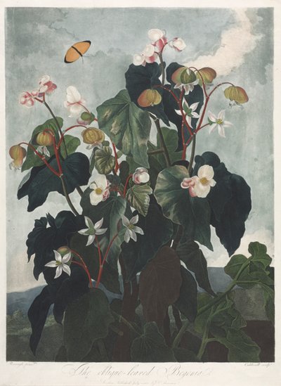 The Temple of Flora, eller Naturens Have: Den Obique-bladede Begonia af James Caldwall