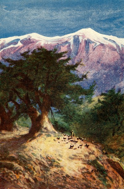 Cedars of Libanon - Matt. xii. 33, c1924. Skaber: James Clark, Henry A Harper. af James Clark and Henry A Harper