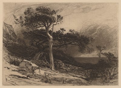 Old Cedars, Coast of Maine af James David Smillie