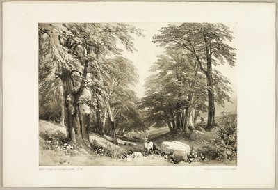 Bøgetræer i Arundale Park, fra The Park and the Forest af James Duffield Harding