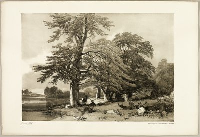 Bøg, fra Parken og Skoven af James Duffield Harding