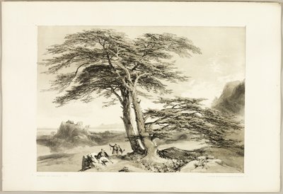 Cedertræer fra Libanon, fra The Park and the Forest af James Duffield Harding