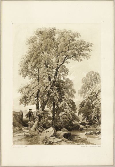 Elm og Birk, fra Parken og Skoven af James Duffield Harding