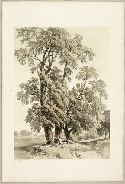 Elm, fra Parken og Skoven af James Duffield Harding