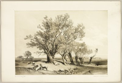 Pollard Willow, fra Parken og Skoven af James Duffield Harding