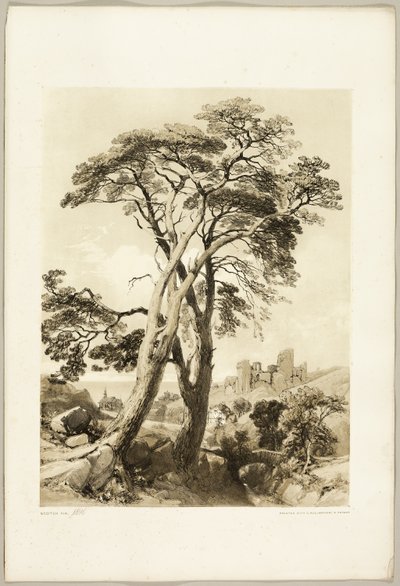 Scotch Fir, fra The Park and the Forest af James Duffield Harding