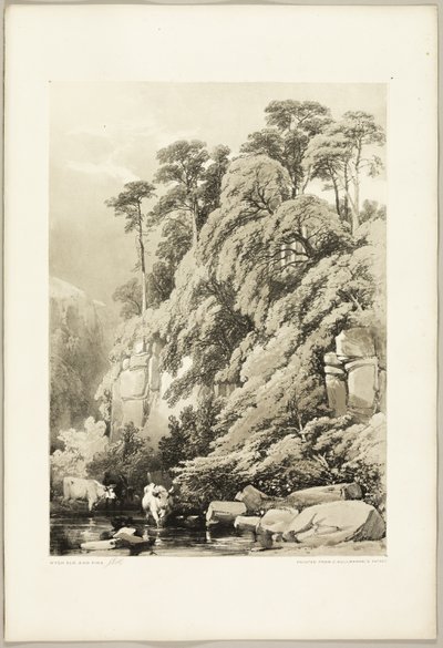 Wych Elm and Firs, fra The Park and the Forest af James Duffield Harding