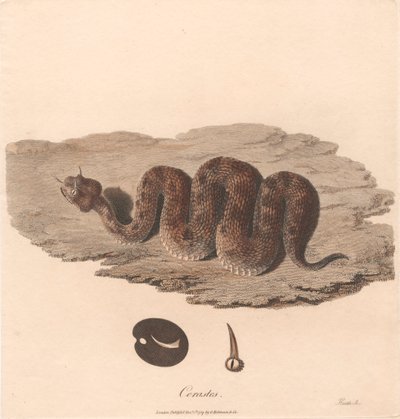 Cerastes af James Heath