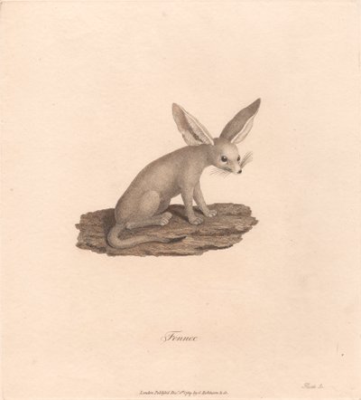 Fennec af James Heath