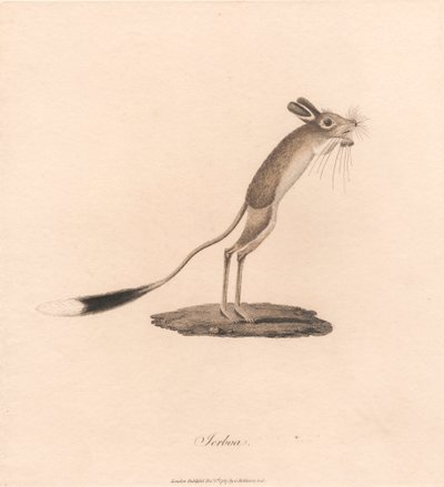 Jerboa af James Heath