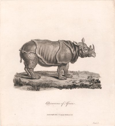 Afrikas næsehorn af James Heath