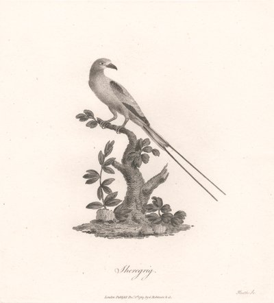Sheregrig af James Heath