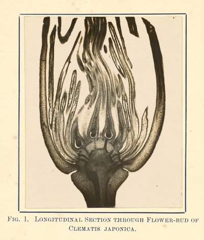 [Udsigt til Clematis Japonica - længdesnit]. af James Hornell