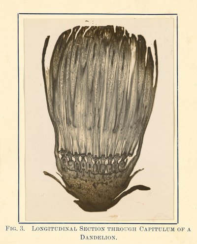 [Udsigt til mælkebøtteplante - længdesnit]. af James Hornell