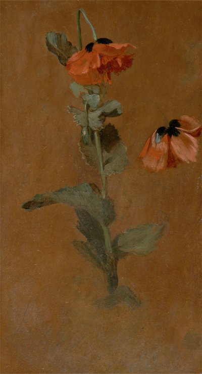 Study of Poppies, 1832 (olie og blyant om bord) (efter konservering) af James Inskipp
