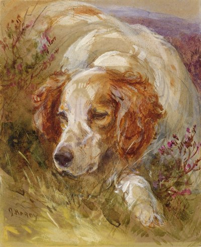 En spaniel (wc og bodycolour på papir) af James Jnr Hardy